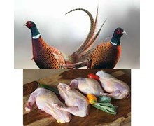 خواص قرقاول کلیک کنید(کد173) شیلات مهدی زاده - همراه 09155159391
